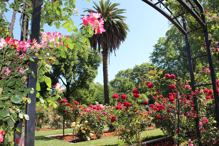 The beautiful McKinley Park Rose Garden is a staple of East Sacramento's lifestyle amenities.